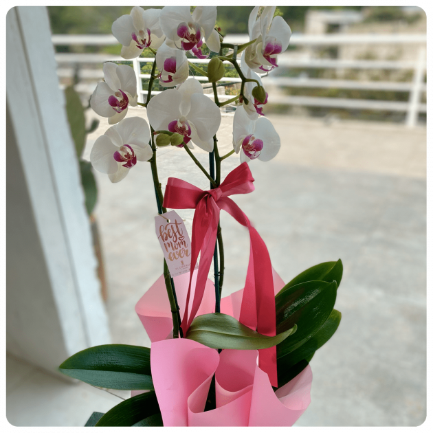 Orquidea